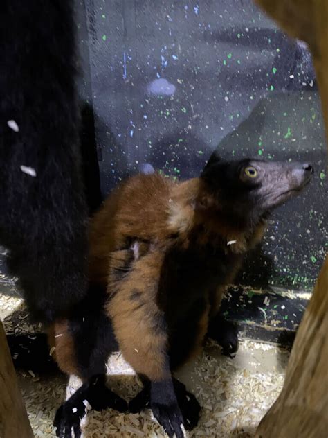 Animal Commission meets tonight on Austin Aquarium rules following lemur attack